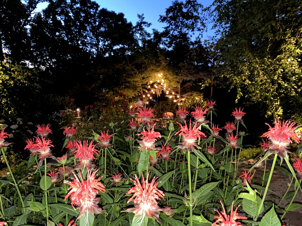 Illuminated garden flowers at dusk